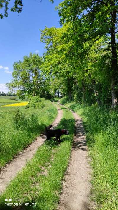 Hundetreffen-Paradiesweg Traumpfädchen-Bild