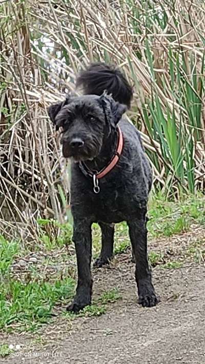 Lieblingsbild von euren Hunden?-Beitrag-Bild