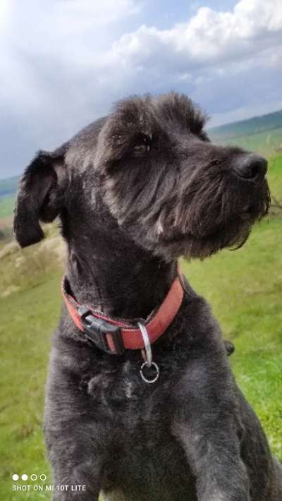 Die Dogorama Kalender Challenge Teil 2/4-Beitrag-Bild