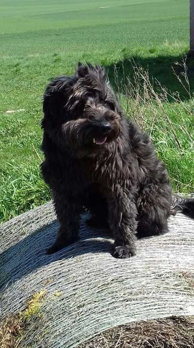 Die Dogorama Monats Challenge "Es grünt und blüht"-Beitrag-Bild