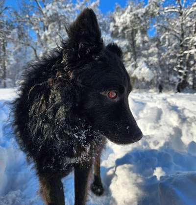 Mich würde interessieren ob hier noch mehr leute sind,die auch kroatische schäferhund (mix) haben-Beitrag-Bild