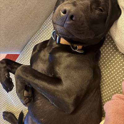 Hundetreffen-Spaziergangs-, Spiel- und Trainingsbuddys gesucht!-Bild