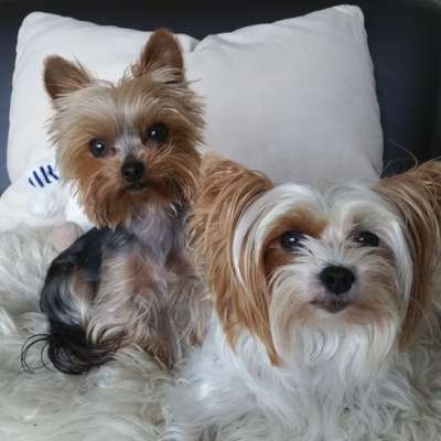 Die Dogorama Kalender Challenge Titelbild-Beitrag-Bild