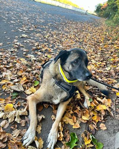 Zeigt mal die schönsten Bilder von euren Hunden !-Beitrag-Bild