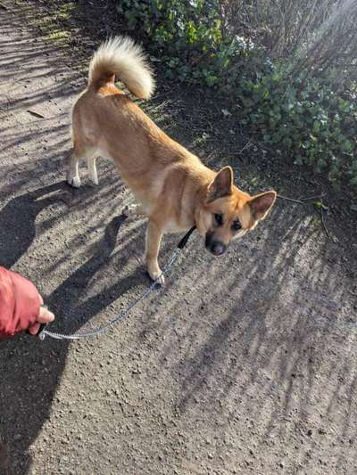 Akita Inu/American Akita (Mix) halter.-Beitrag-Bild