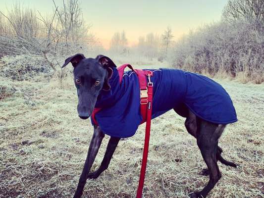 Windhunde - Treffen der besonderen Schönheiten
HERZLICH WILLKOMMEN-Beitrag-Bild