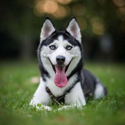 Hundetreffen-Chiva sucht eine Spielkameradin zum Spielen und Gassi gehen-Bild