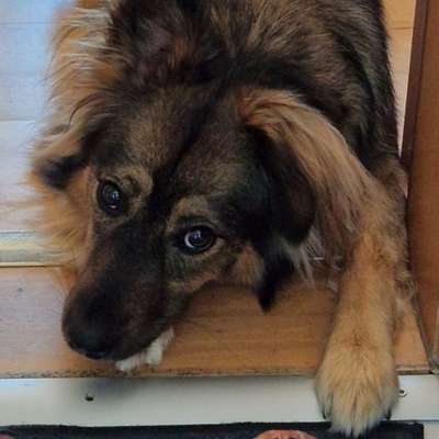 Hundetreffen-Treffen zum gemeinsamen Gassi gehen-Bild