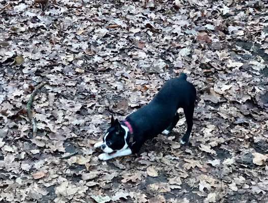 Wo sind hier die Boston Terrier?-Beitrag-Bild