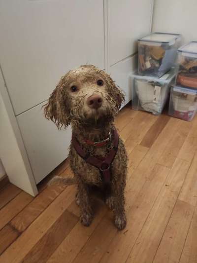Lagotto Romagnolo Besitzer-Beitrag-Bild