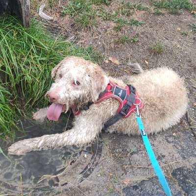 Lagotto Romagnolo Besitzer-Beitrag-Bild