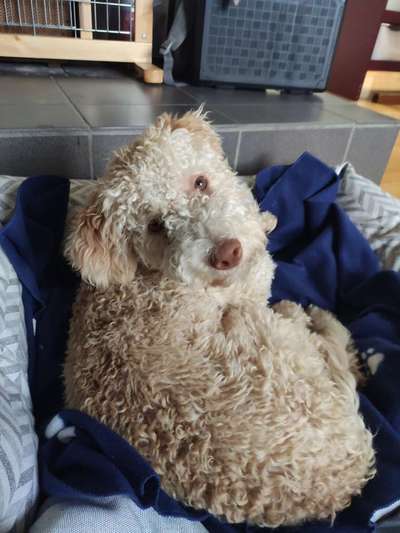 Lagotto Romagnolo Besitzer-Beitrag-Bild