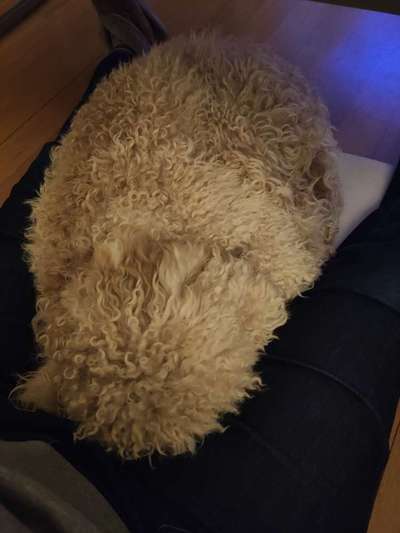 Lagotto Romagnolo Besitzer-Beitrag-Bild