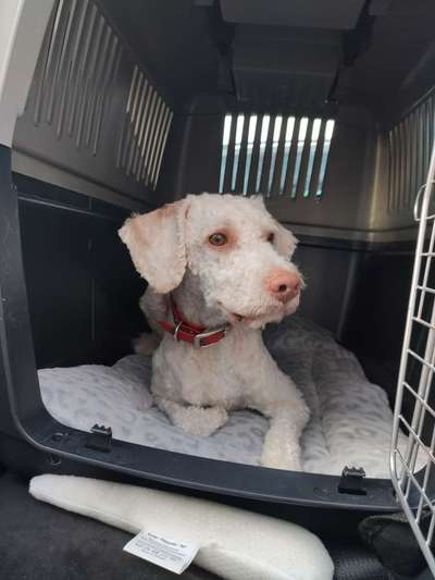 Lagotto Romagnolo Besitzer-Beitrag-Bild
