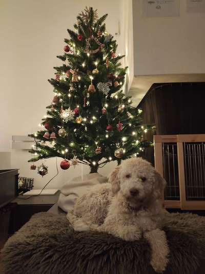 Lagotto Romagnolo Besitzer-Beitrag-Bild