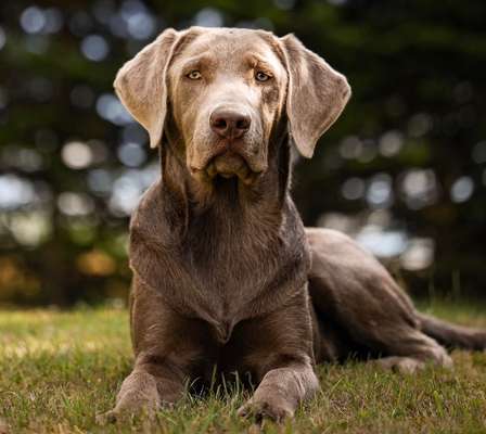 Dogorama Photo Challenge - Portrait-Beitrag-Bild