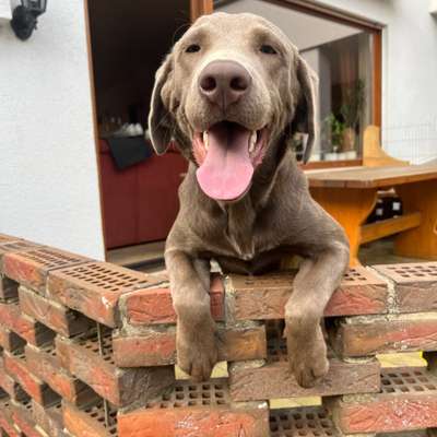 Hundetreffen-Junghunde Treffen Nähe Hofgeismar-Bild