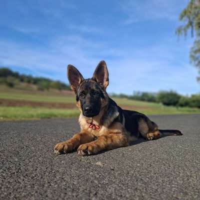 Hundetreffen-Spielstunde-Bild