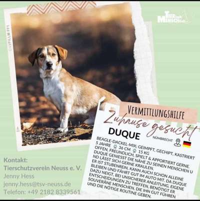 Tierschutzhunde suchen ein Zuhause-Beitrag-Bild