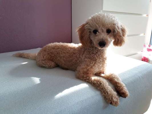 Charakter Pudel-Beitrag-Bild