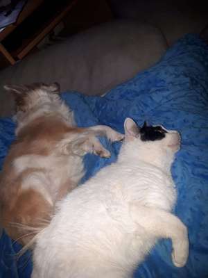 Hund und Katz Momente-Beitrag-Bild