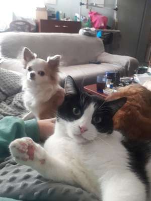 Hund und Katz Momente-Beitrag-Bild