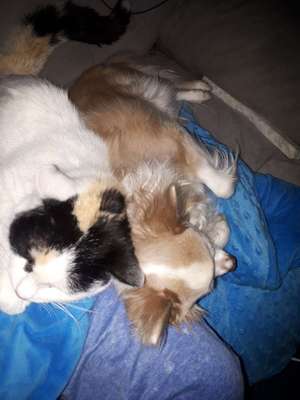 Hund und Katz Momente-Beitrag-Bild