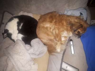 Hund und Katz Momente-Beitrag-Bild