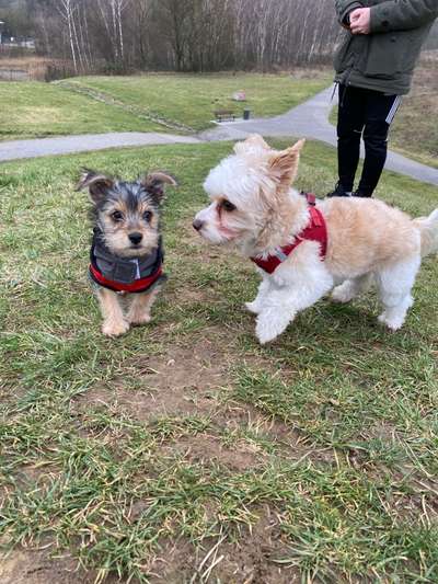 yorkshire Terrier austausch-Beitrag-Bild