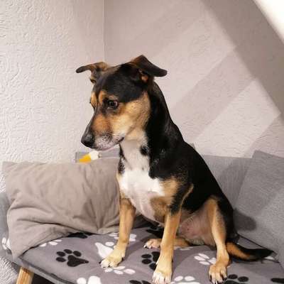 Hundetreffen-Spaziergang-Profilbild
