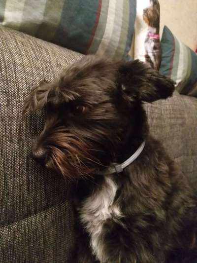 Mischlingshunde Foto Aufruf-Beitrag-Bild