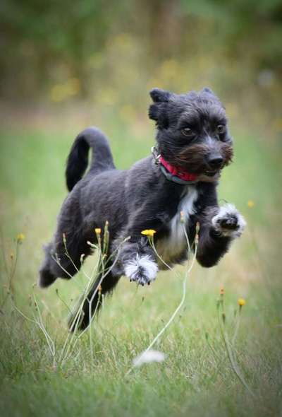 Fotochallenge 66 ~ Rennaction -Zeig deinen Hund im Lauf-Beitrag-Bild