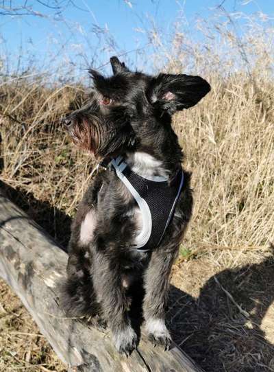 Mischlingshunde Foto Aufruf-Beitrag-Bild