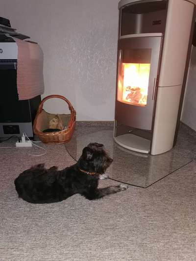 TierschutzhundeStammtisch🐕-Beitrag-Bild