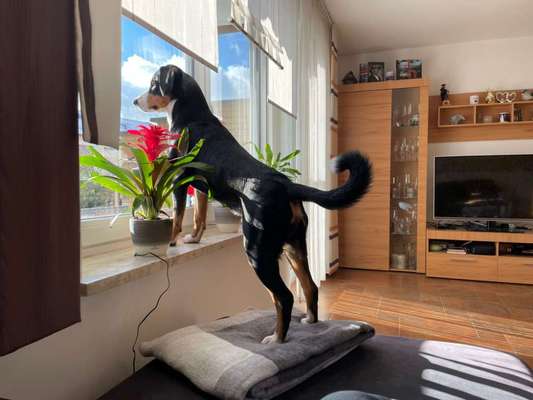 Entlebucher Sennenhund-Beitrag-Bild