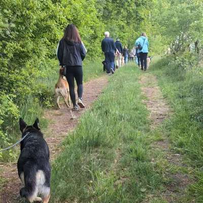 Hundetreffen-Hundebummel - Social Walk-Bild