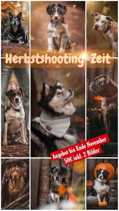 Hundetreffen-Hundefotografie noch freie Termine-Bild