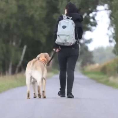 Hundetreffen-Begegnungstraining - Social Walk-Bild