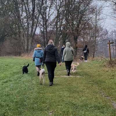 Hundetreffen-Sonntags-Gassitreff-Bild