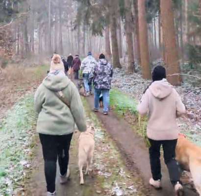 Hundetreffen-Social Walk - Sonntags Gassirunde-Bild