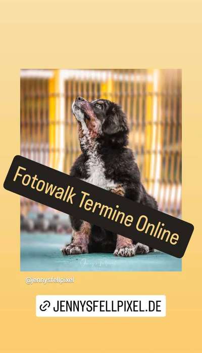 Hundetreffen-Fotowalk Termine Online-Bild