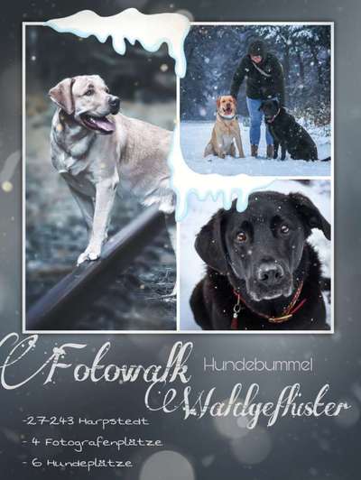 Hundetreffen-Fotowalk Waldgeflüster-Bild