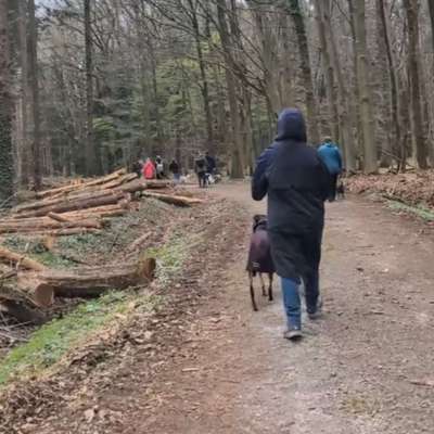 Hundetreffen-Hundebummel - Trainingspartner gesucht ?-Bild