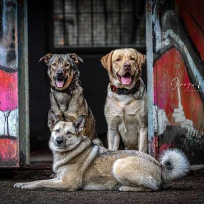 Hundetreffen-Gassi,-Training,- Spieletreff-Bild