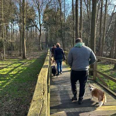 Hundetreffen-Hundebummel - Begegnungstraining-Bild