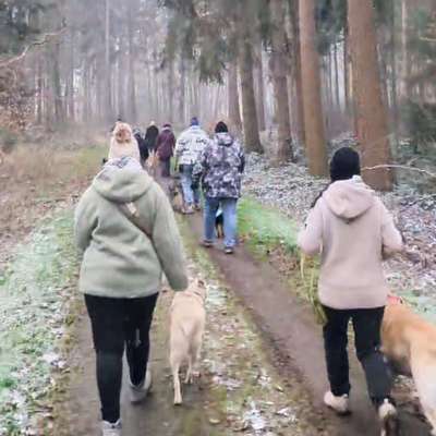 Hundetreffen-Sonntags-Gassitreff-Bild