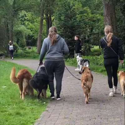 Hundetreffen-Hundebummel - Sonntags-Gassitreff-Bild