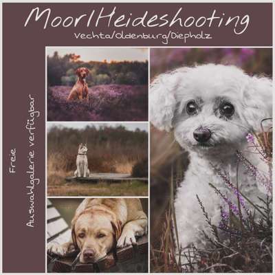 Hundetreffen-Heide-/Moorshooting-Bild