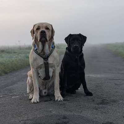 Hundetreffen-Stadttraining & Ruheübungsbegleiter gesucht-Bild