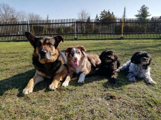 Mehrere Hunde zuhause !-Beitrag-Bild